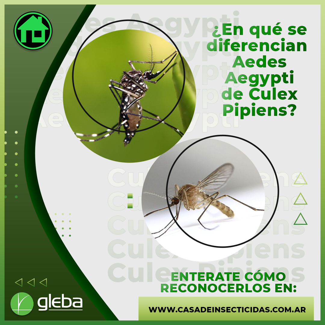 ¿Cómo se diferencian Aedes Aegypti de Culex Pipiens?